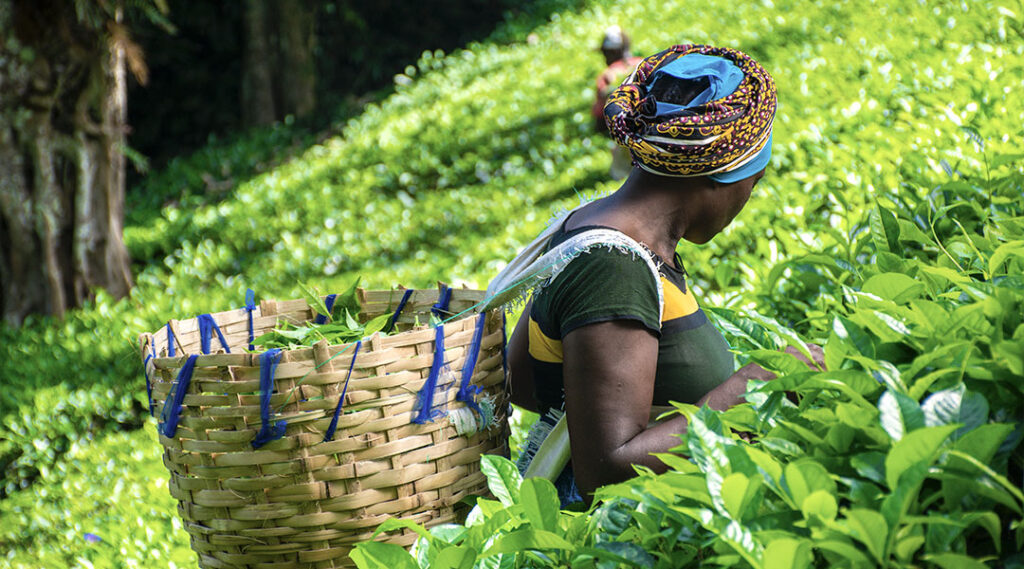 Fairtrade kleinschalige boeren