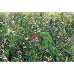 Bloemzaden in kraft envelop Flower Seed Bee kleur beige derde weergave