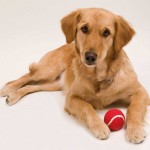 Rubberen hondenbal met logo  kleur rood derde weergave