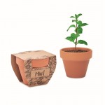 Terracotta pot met muntzaadjes en grondtablet inbegrepen kleur hout