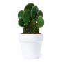 Cactus weergave 2