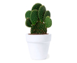 Pot met cactuszaden en substraat kleur wit